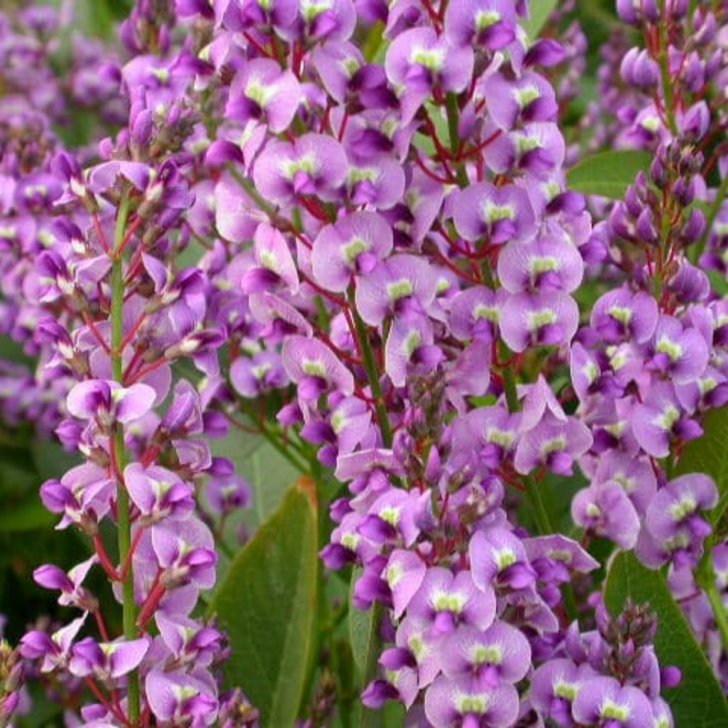 Hardenbergia Bliss 140mm