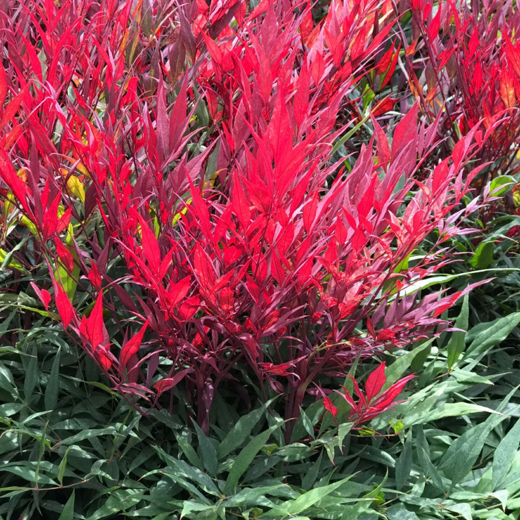 Nandina Colour Scape 140mm 