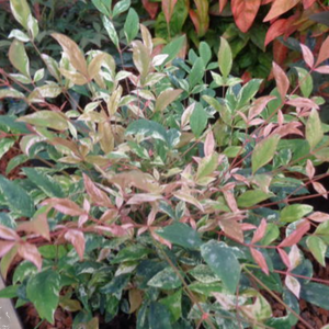 Nandina Twilight 140mm