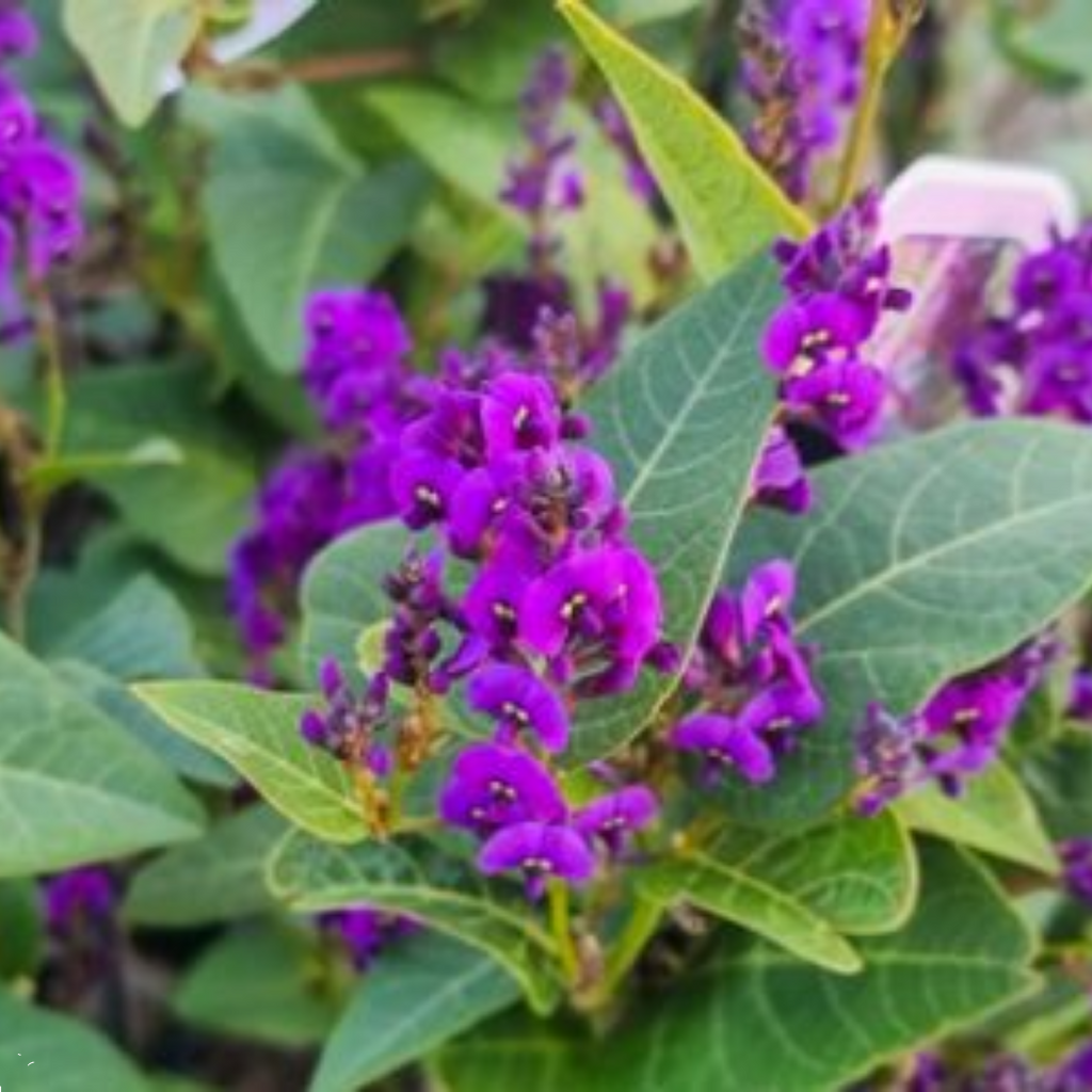 Hardenbergia Royal Flush 140mm