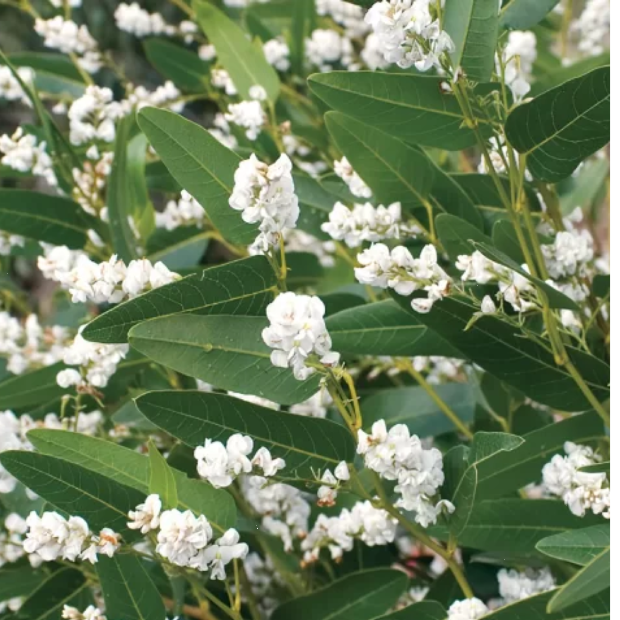 Hardenbergia White Out 200mm