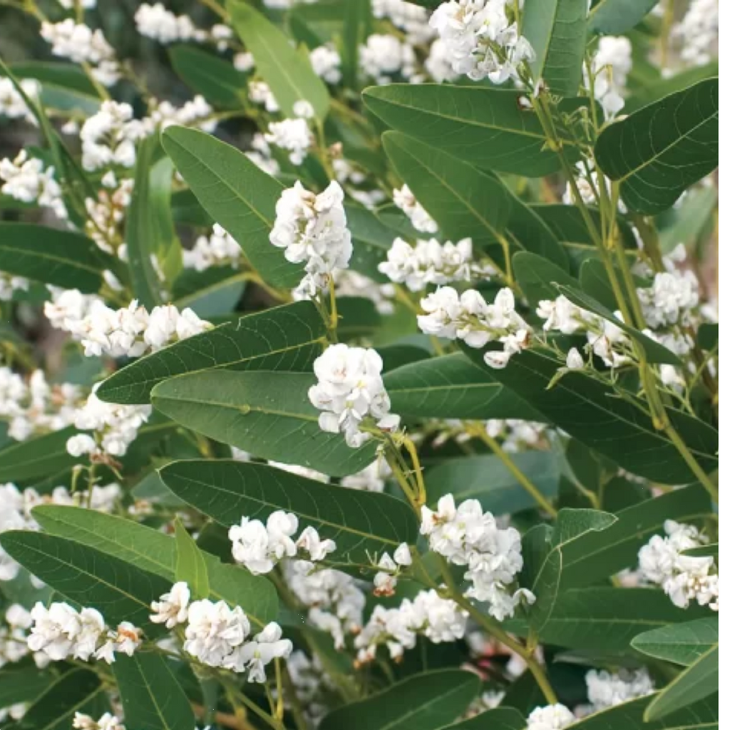 Hardenbergia White Out 200mm