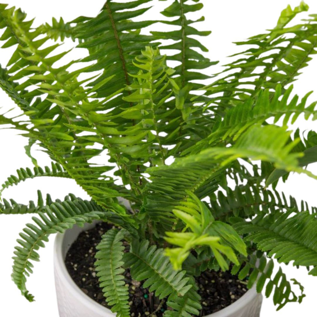 Nephrolepis Emerald Queen 200mm Hb
