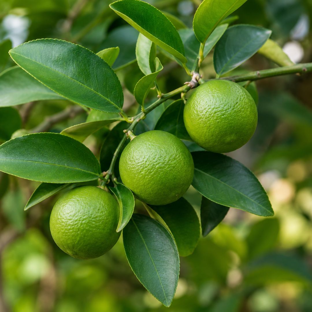 Citrus Dwarf Lime Tahitian 5l