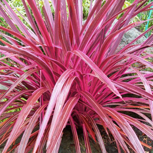 Cordyline Electric Pink 180mm