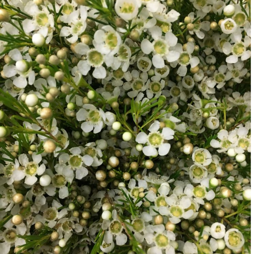 Chamelaucium Alba 200mm