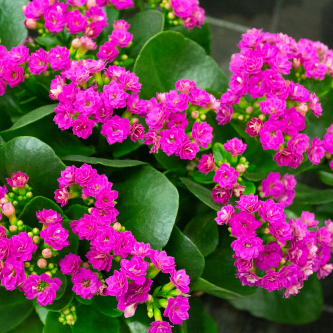 Kalanchoe Calandiva Purple 130mm