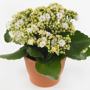 Kalanchoe Calandiva White 130mm