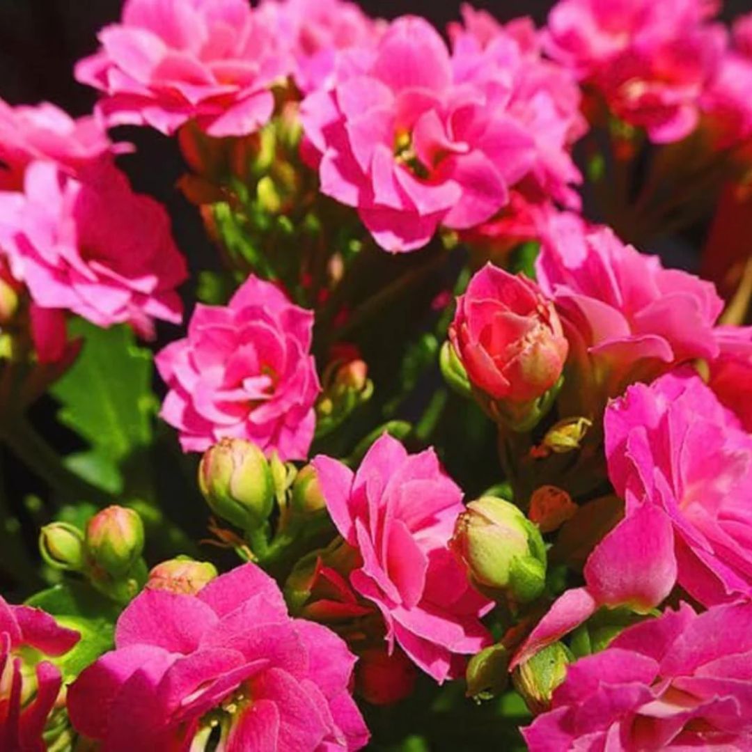 Kalanchoe Calandiva Dark Pink 130mm