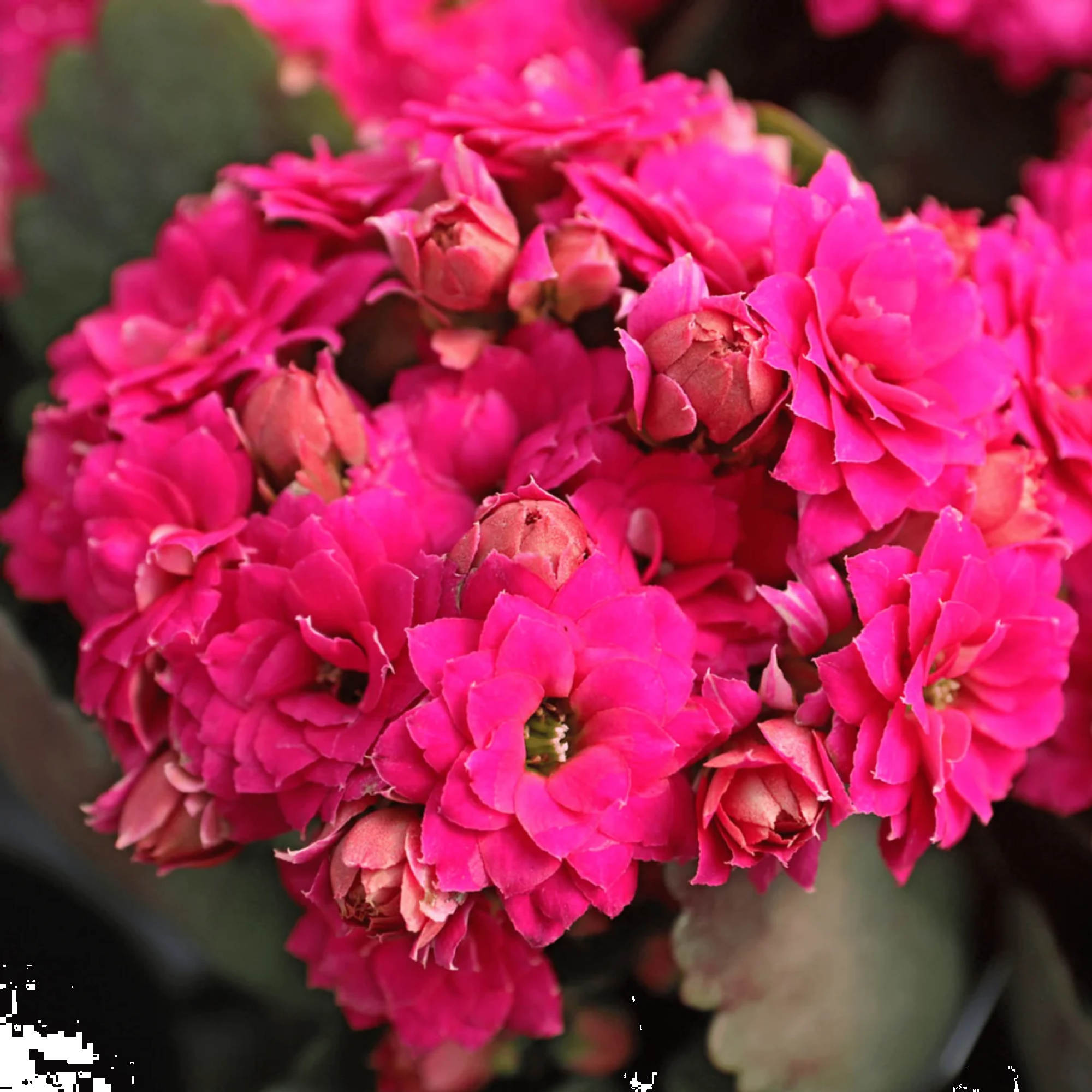 Kalanchoe Calandiva Dark Pink 130mm