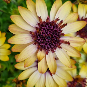 Osteospermum Banana Shake 140mm