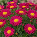 Argyranthemum Angelic Ruby 140mm