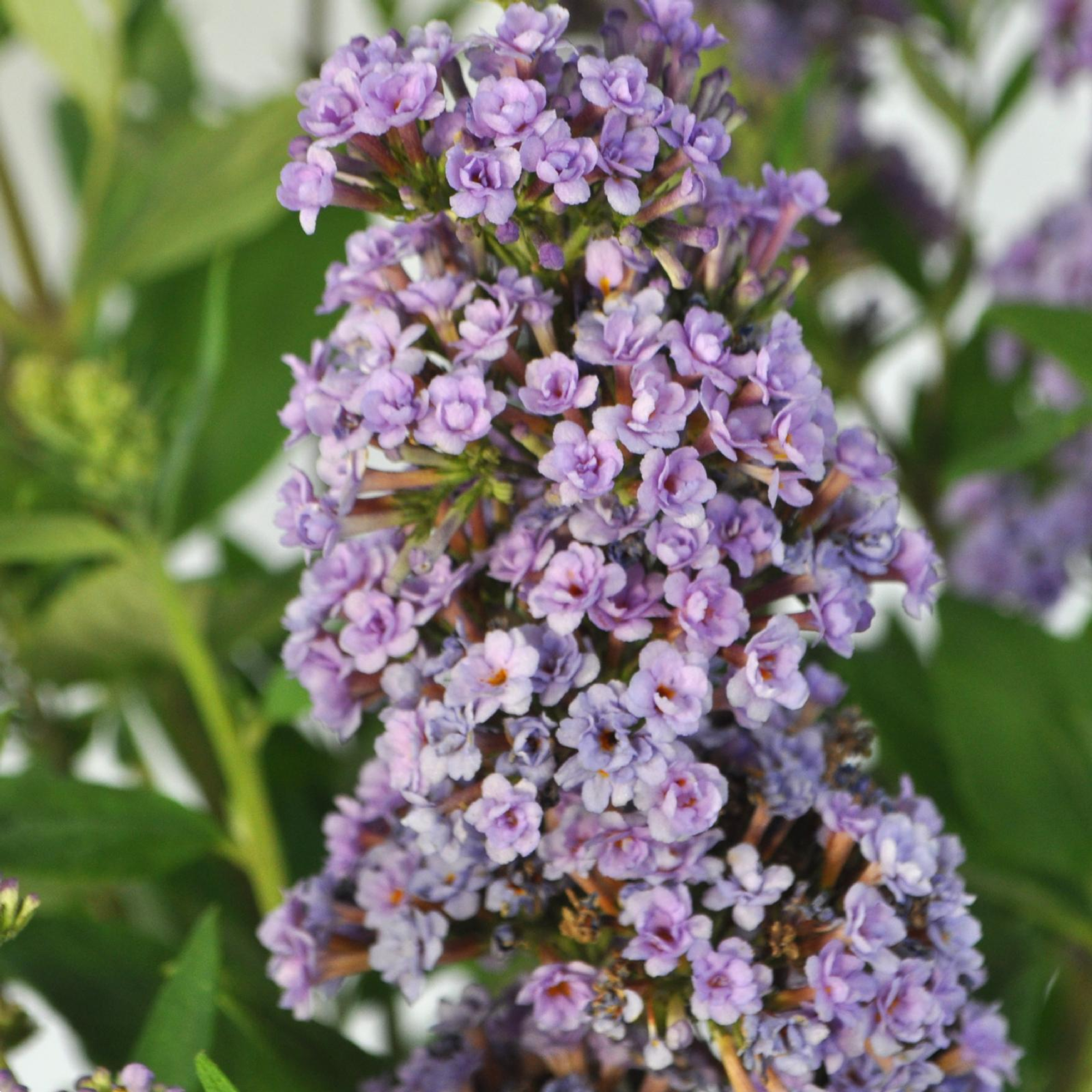 Buddleia High Five Purple 140mm