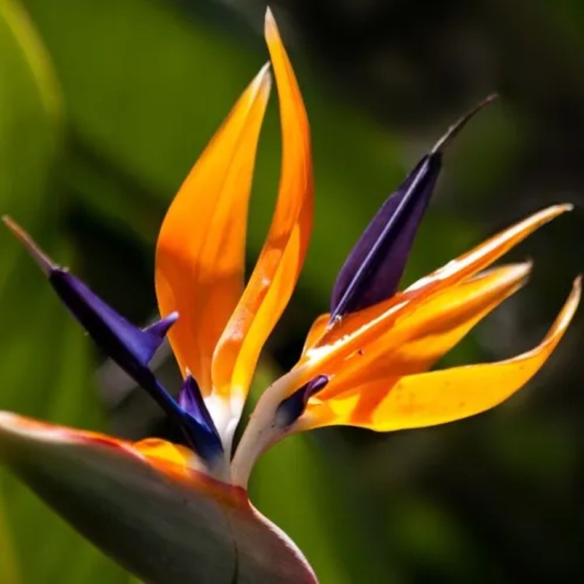 Strelitzia Reginae 200mm