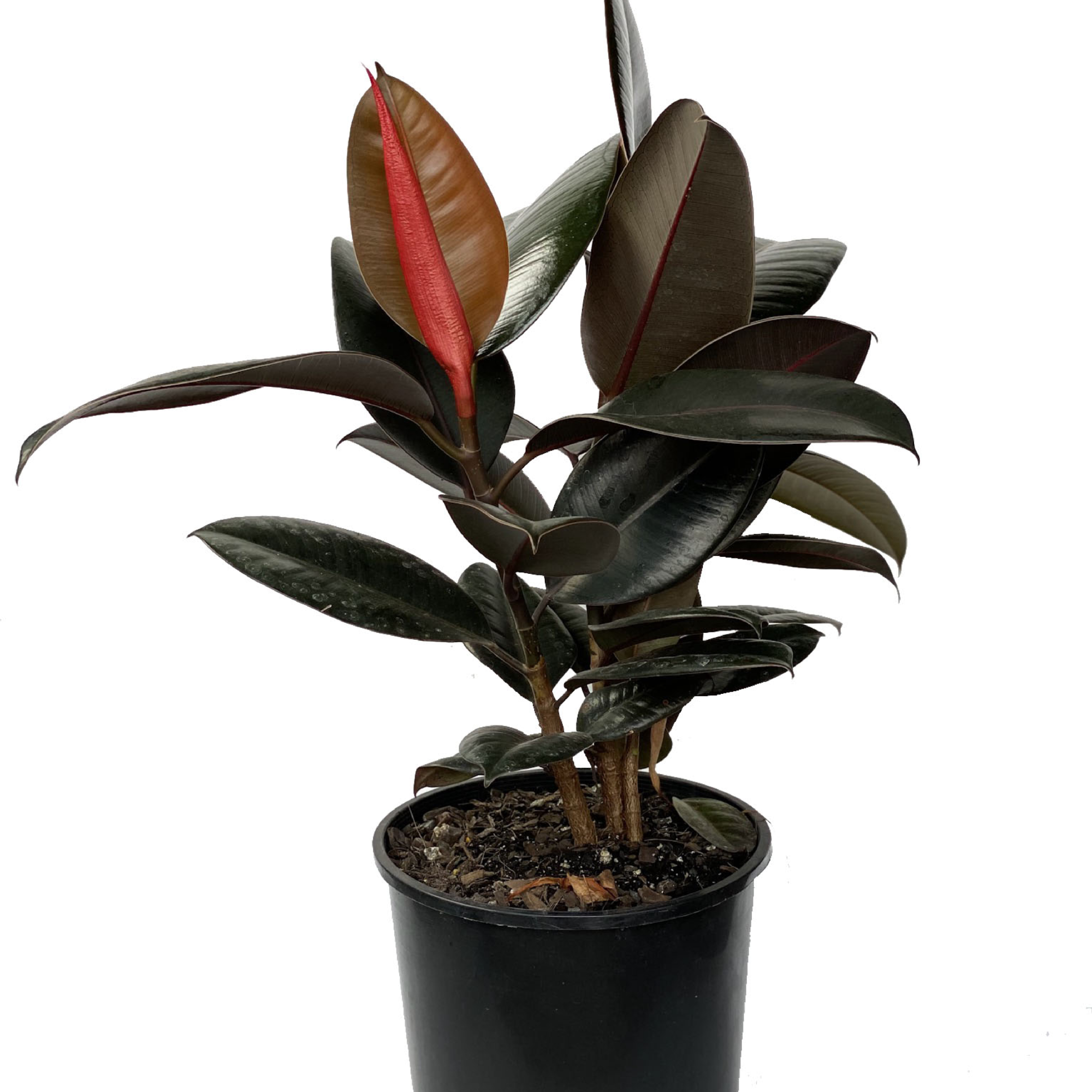 Ficus Elastica Burgandy 200mm