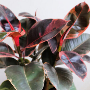 Ficus Elastica Ruby 200mm