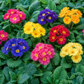 Polyanthus 105mm