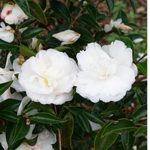 Camellia Pure Silk 200mm