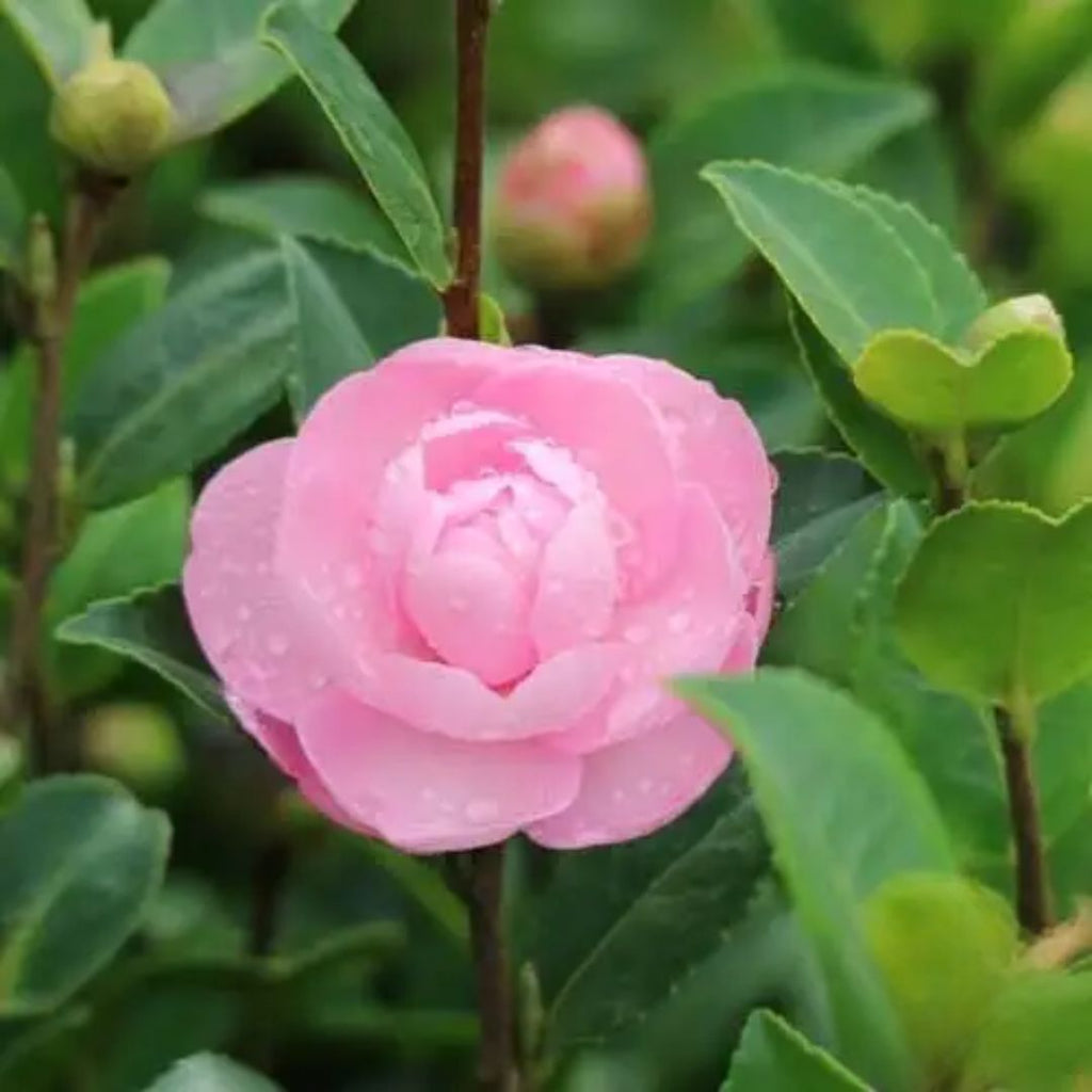 Camellia Jean May 200mm