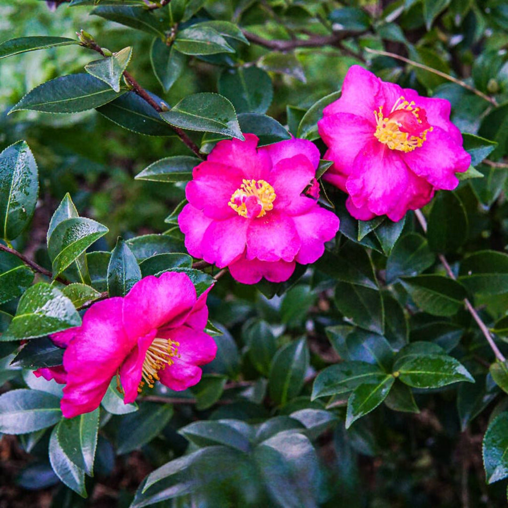 Camellia Dazzler 200mm