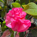 Camellia Bert Jones 200mm