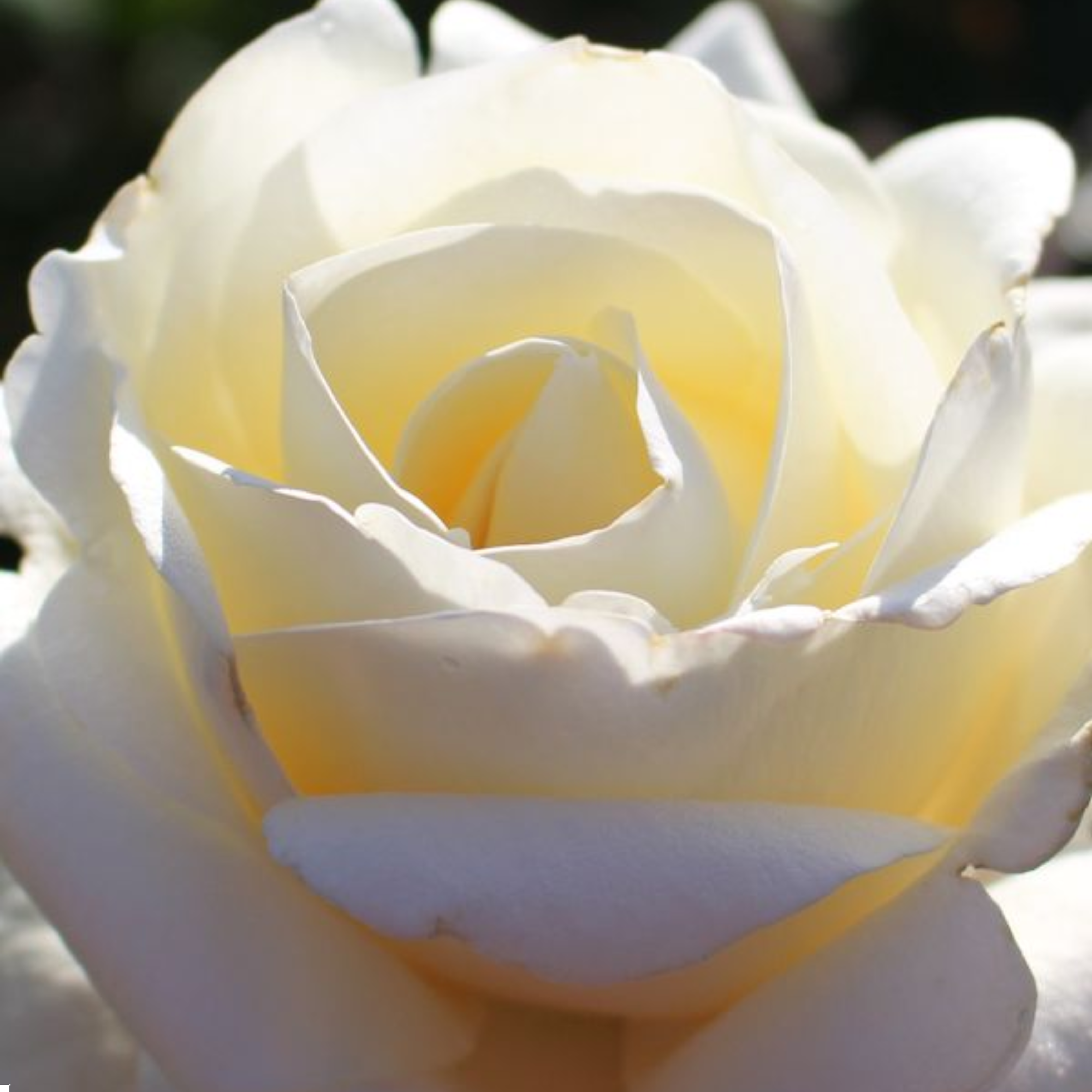 Rose Atomic Blonde 200mm