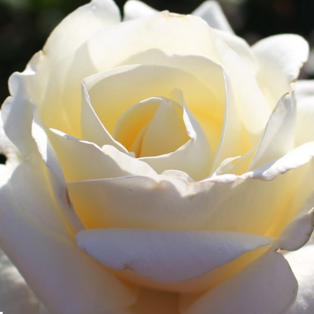 Rose Atomic Blonde 200mm