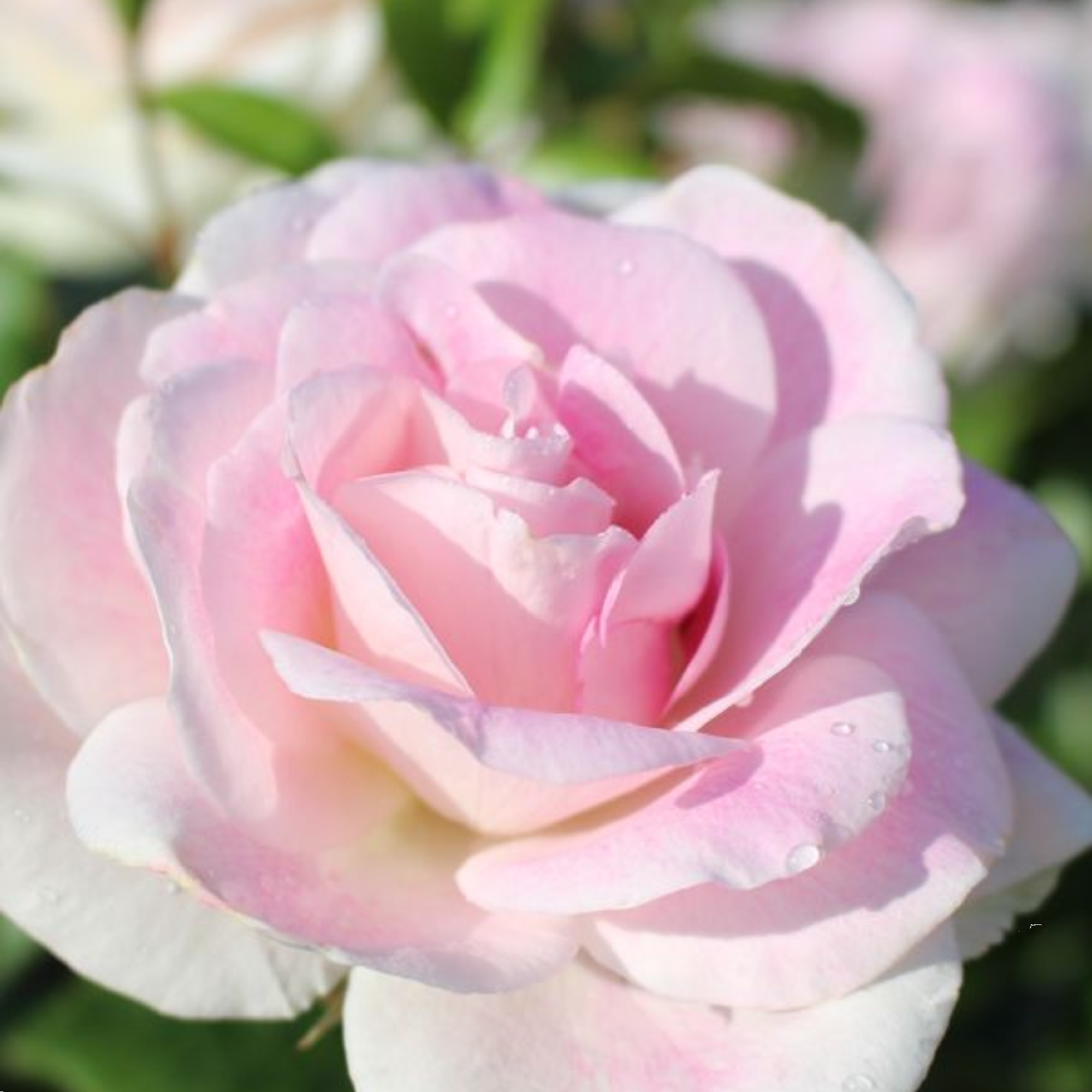 Rose Blushing Pink Iceberg 200mm