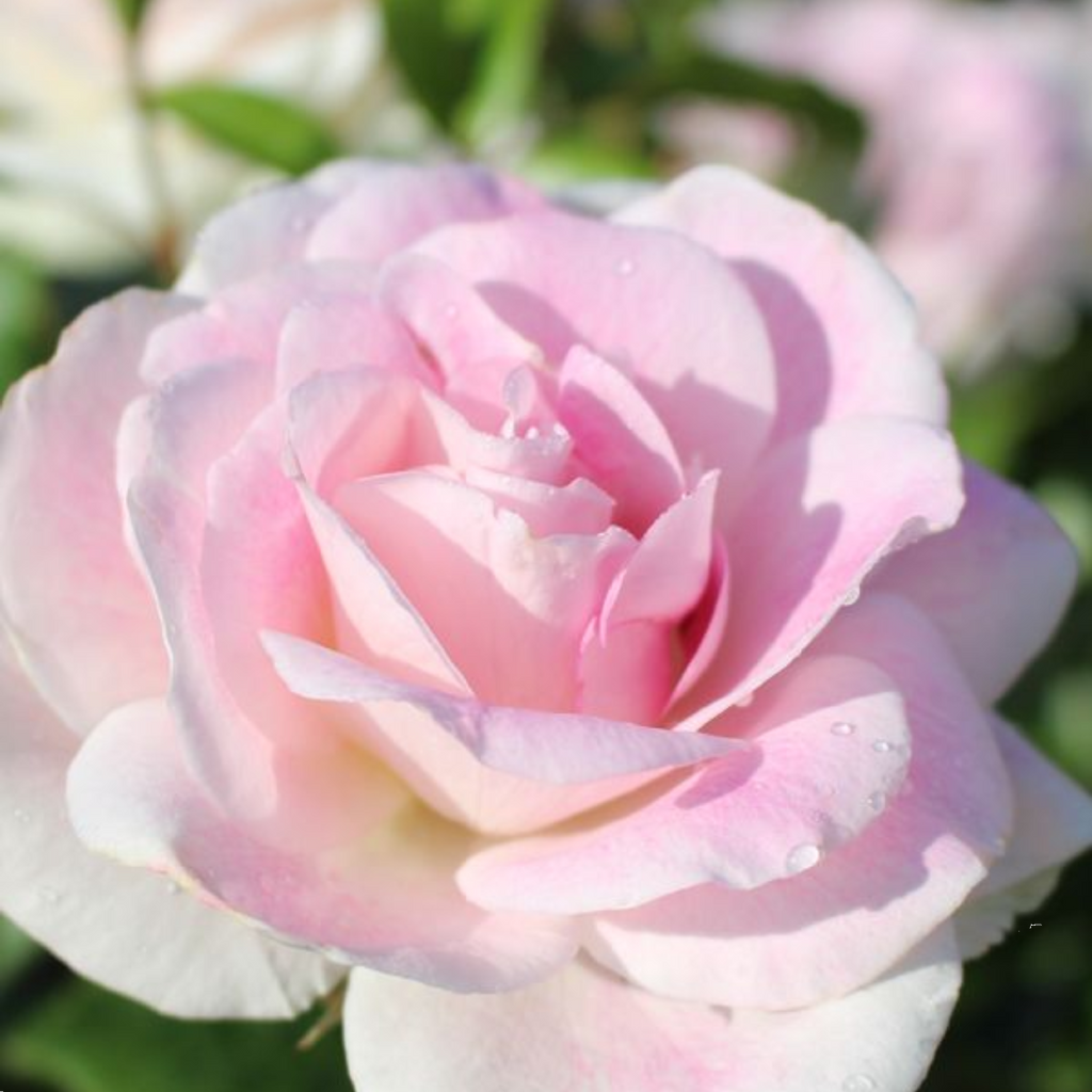 Rose Blushing Pink Iceberg 200mm