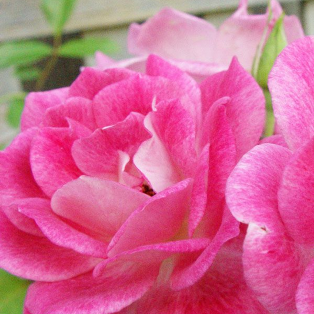 Rose Brilliant Pink Iceberg 200mm