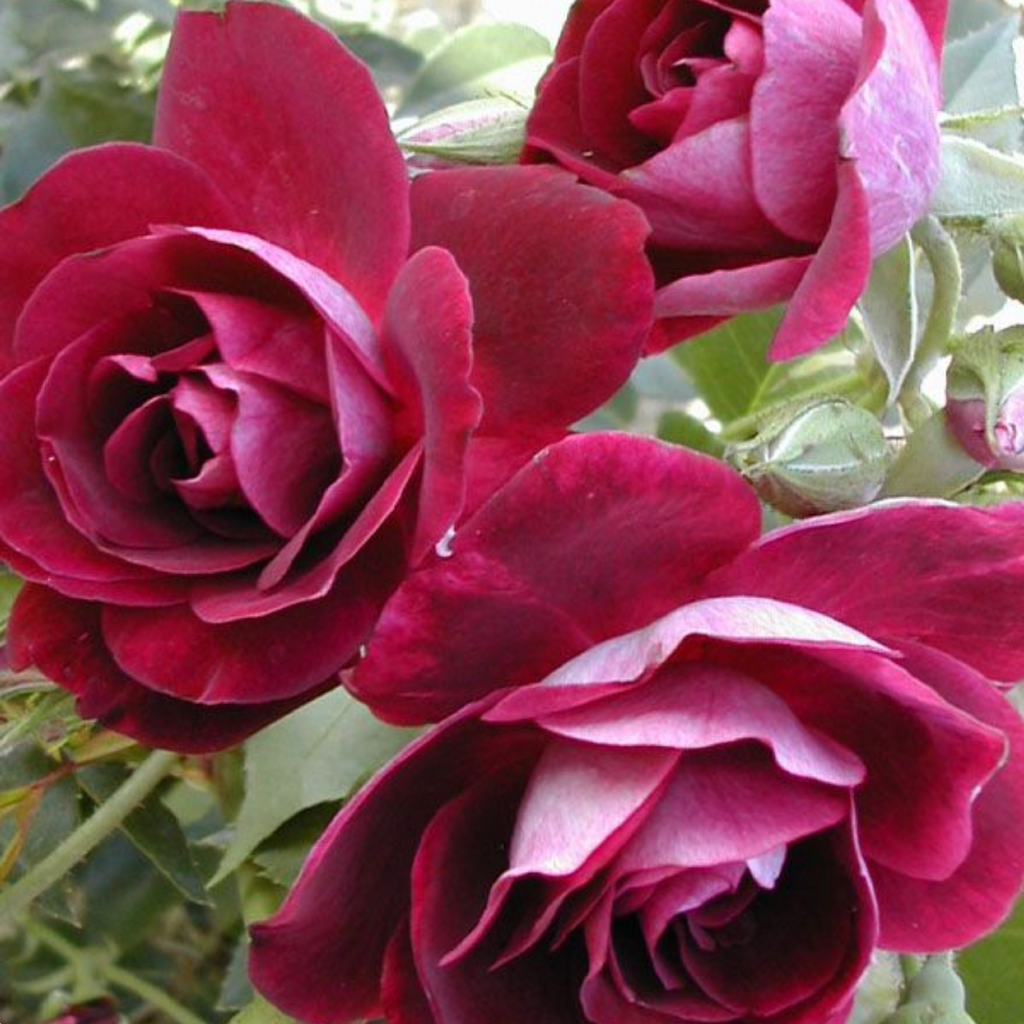 Rose Burgundy Iceberg 200mm