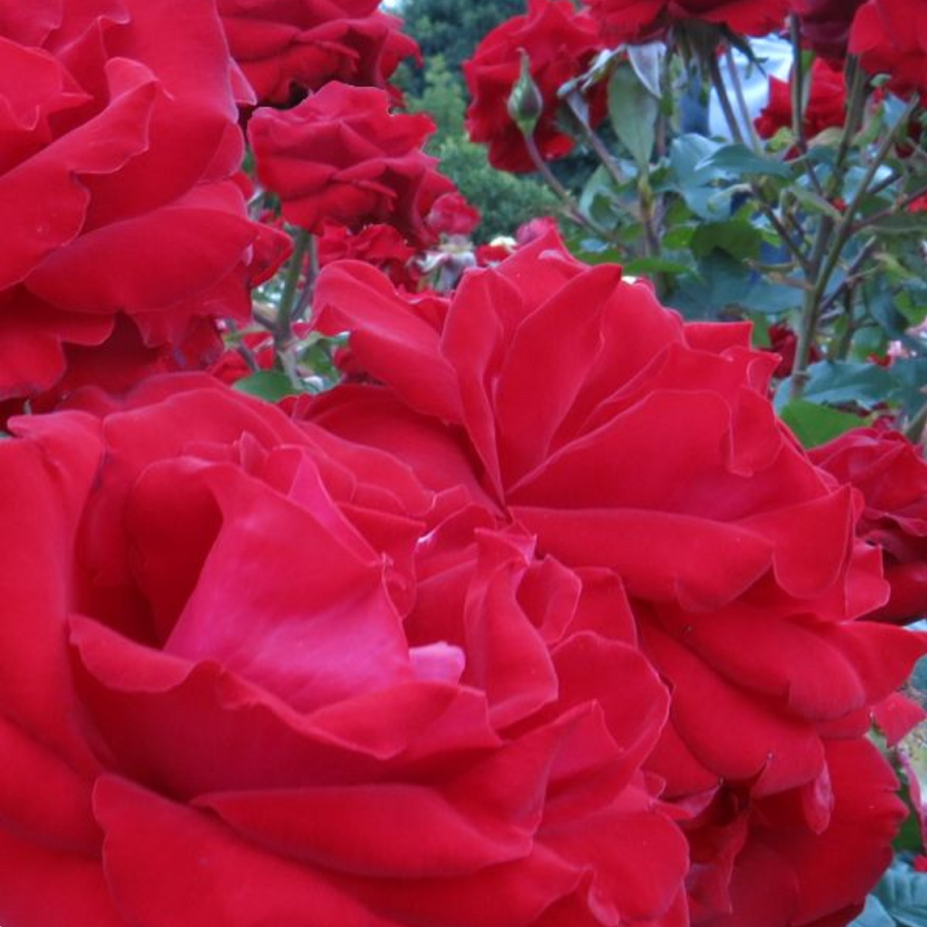Rose Dear Father 200mm