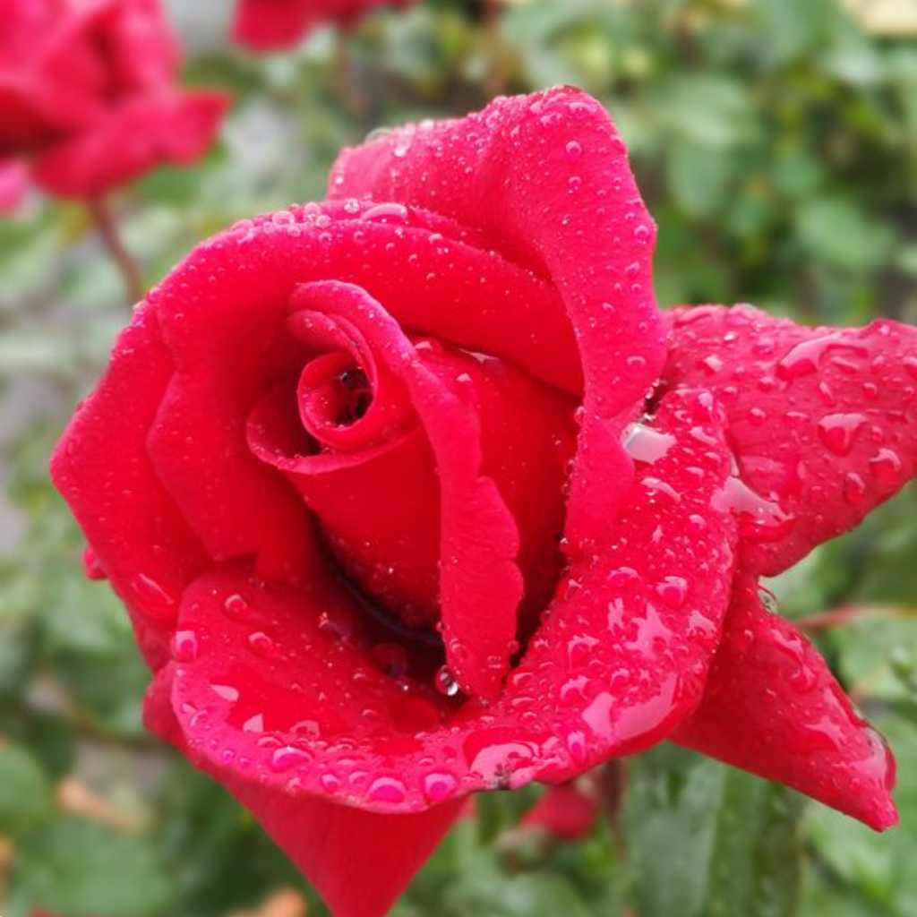 Rose Firefighter 200mm