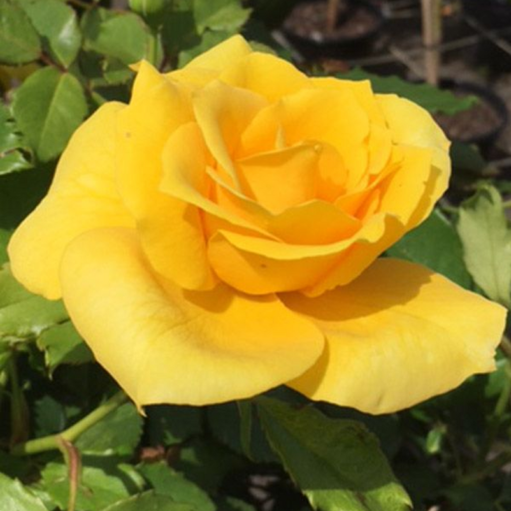 Rose Friesia 200mm