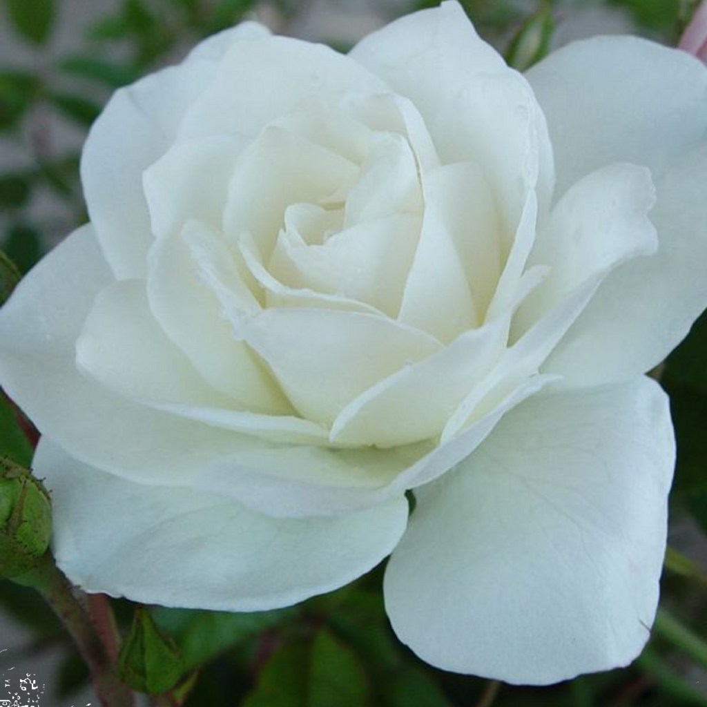 Rose Iceberg 200mm