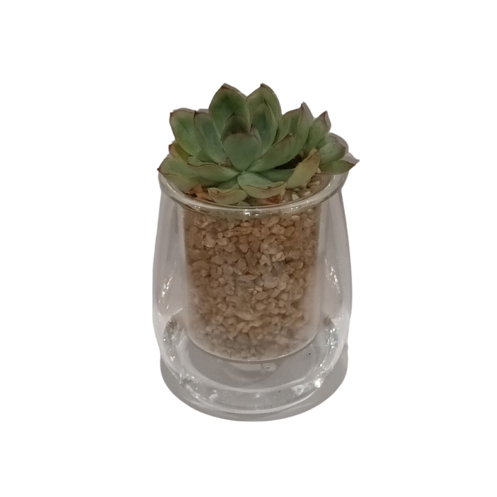 Cup O Flora Mini Self Watering Glass Pot With Succulent