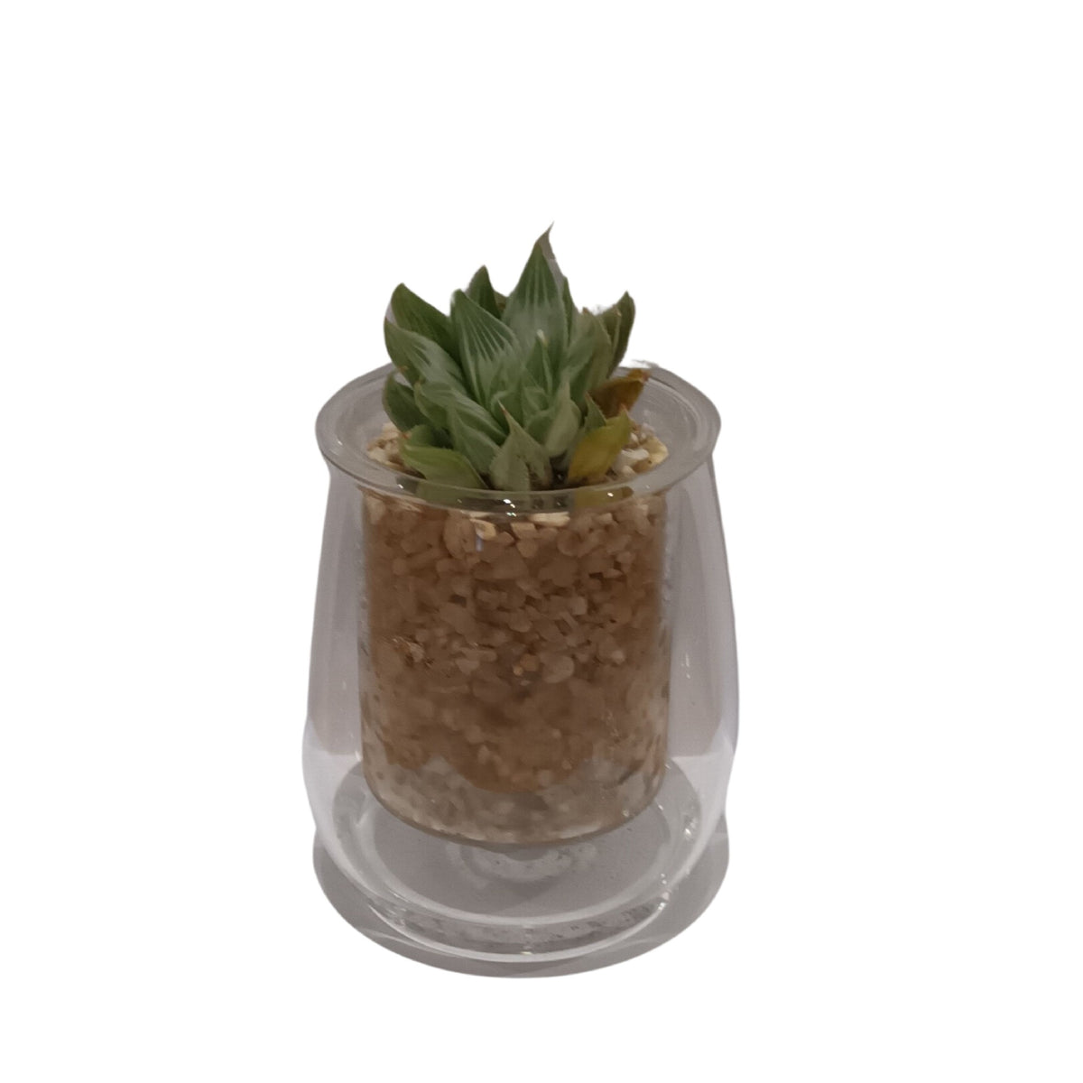 Cup O Flora Mini Self Watering Glass Pot With Succulent – Lumpys ...