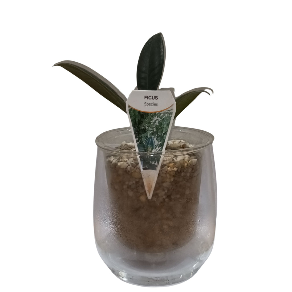 Cup O Flora Self Watering Glass Pot Large With Indoor Plant