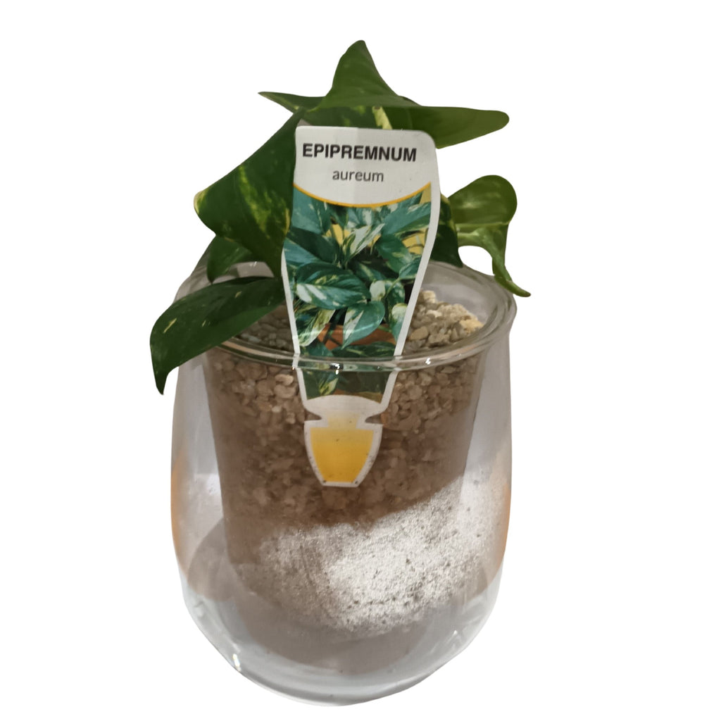 Cup O Flora Self Watering Glass Pot Large With Indoor Plant