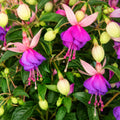 Fuchsia 140mm