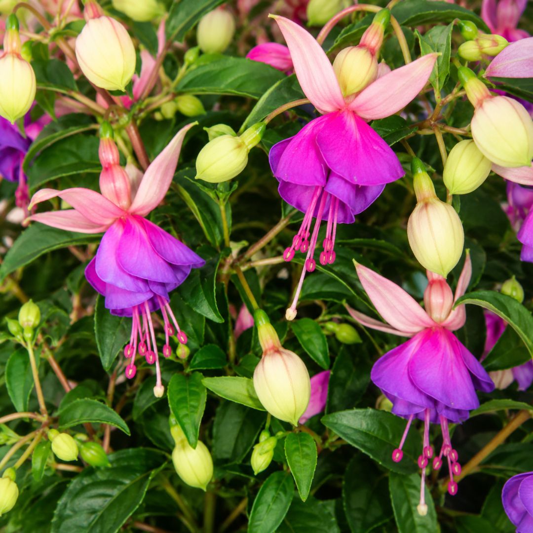 Fuchsia 140mm