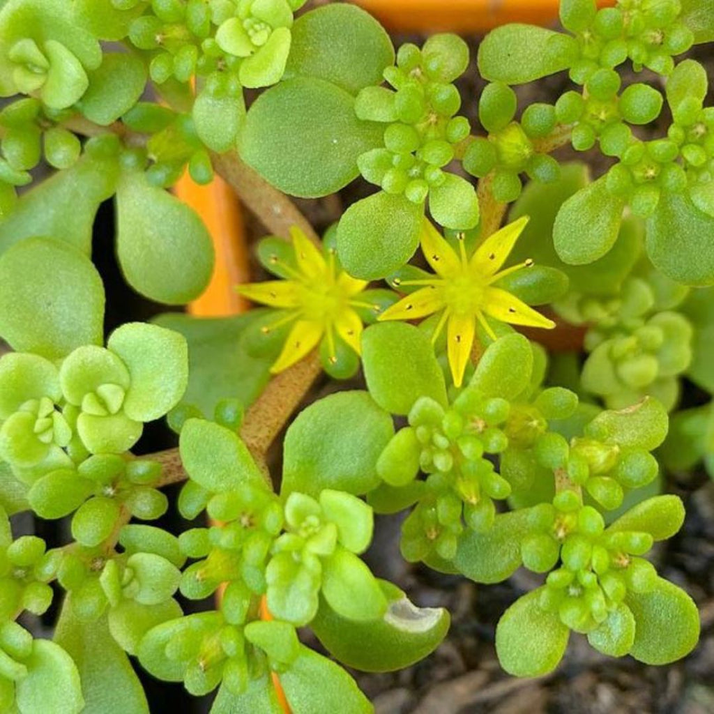 Sedum Green Mound 85mm