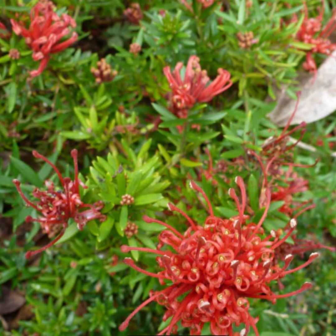 Grevillea New Blood 140mm