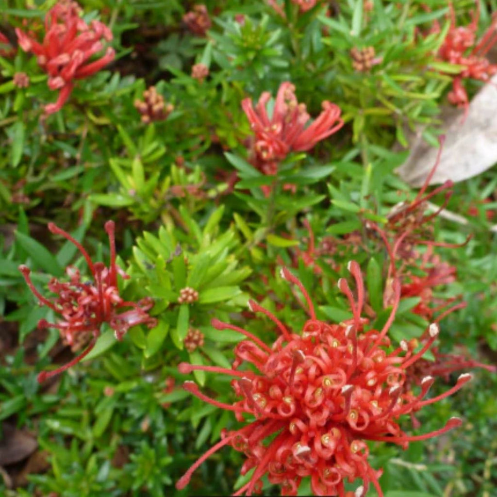 Grevillea New Blood 140mm