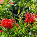 Grevillea New Blood 140mm