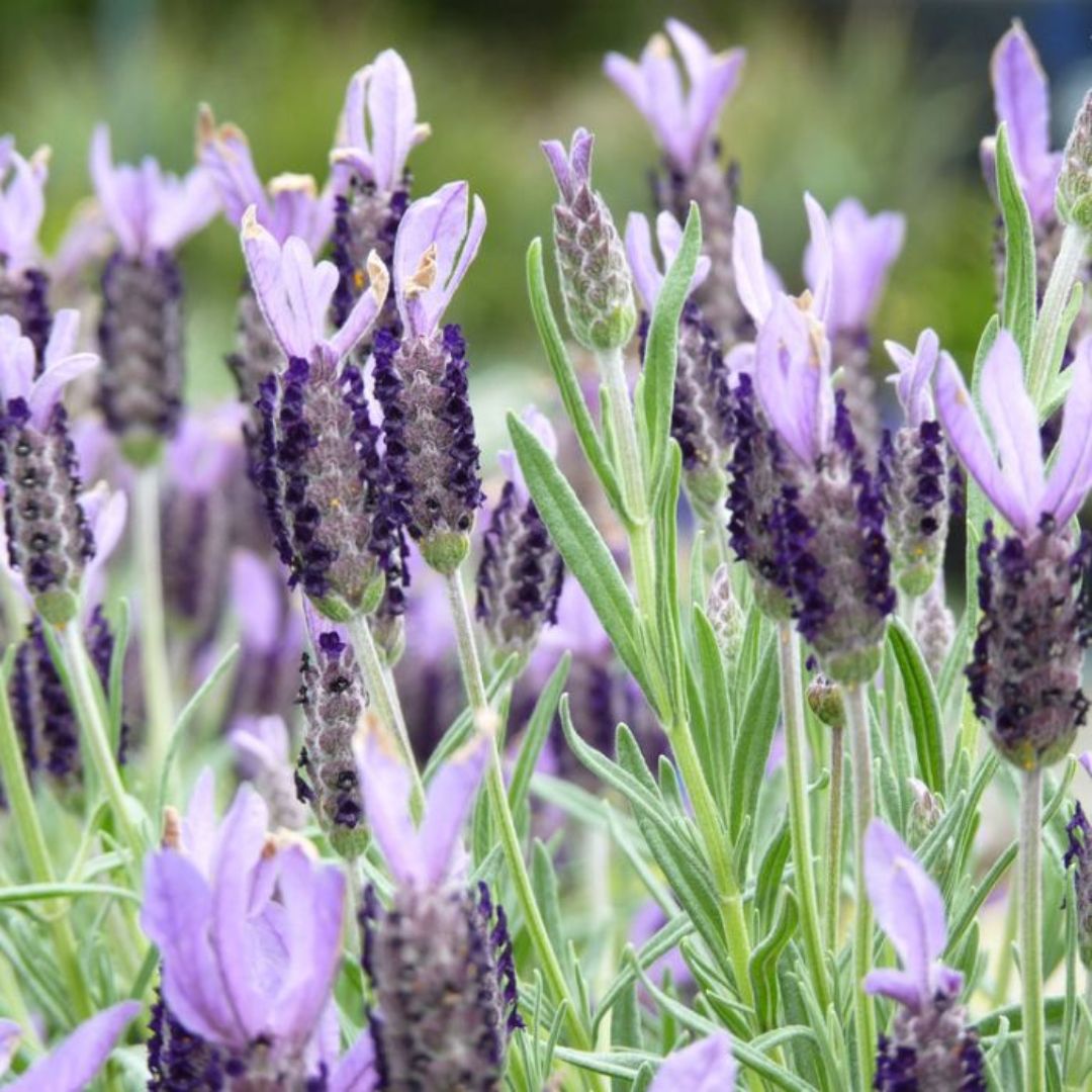 Lavender Avonview 200mm