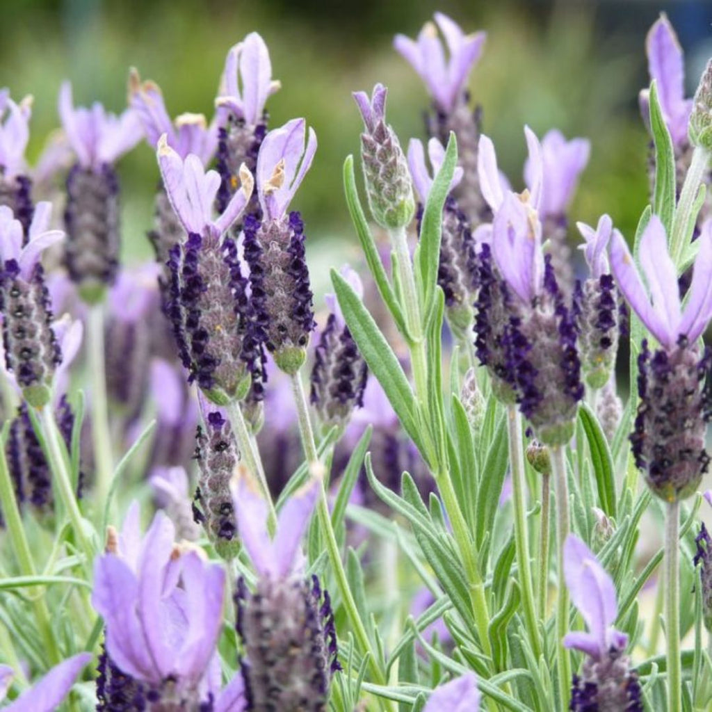 Lavender Avonview 200mm