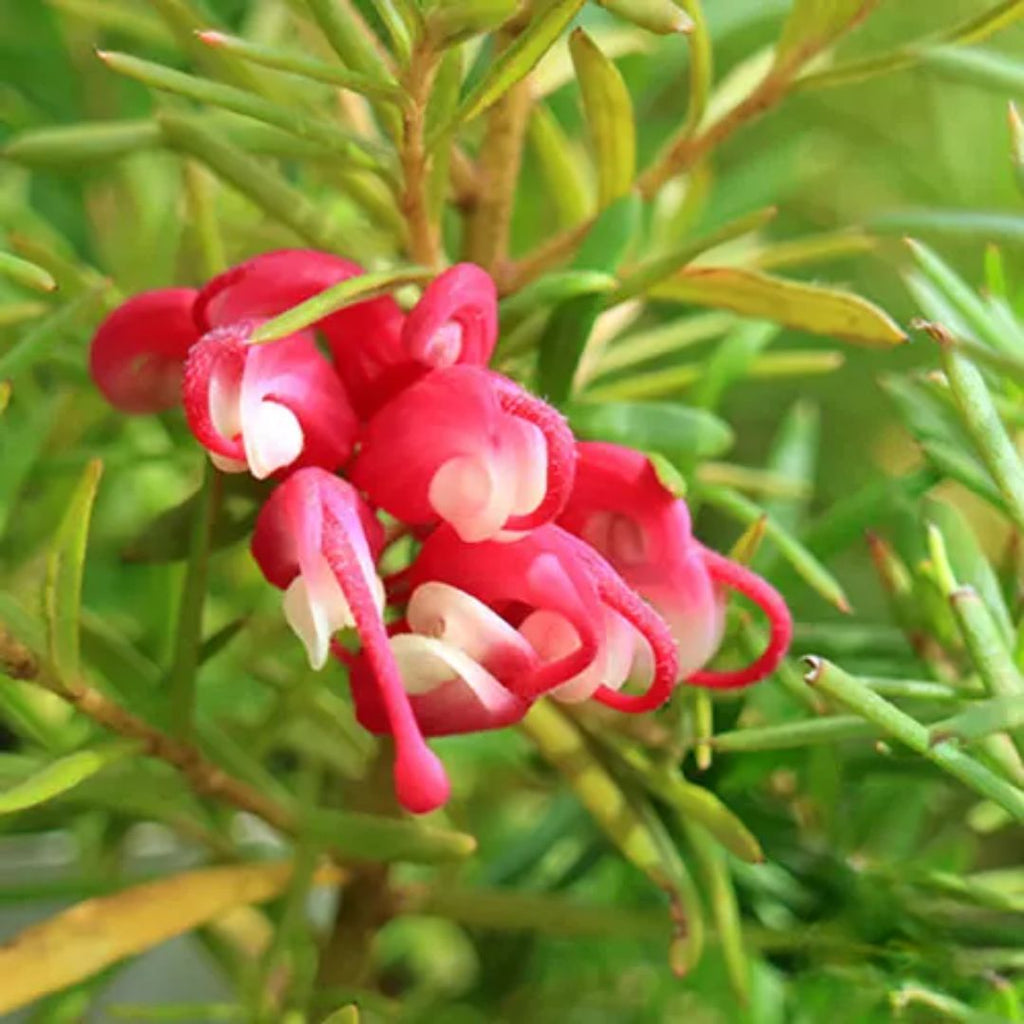 Grevillea Cherry Ripe 140mm.