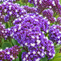 Limonium Perezii 140mm.