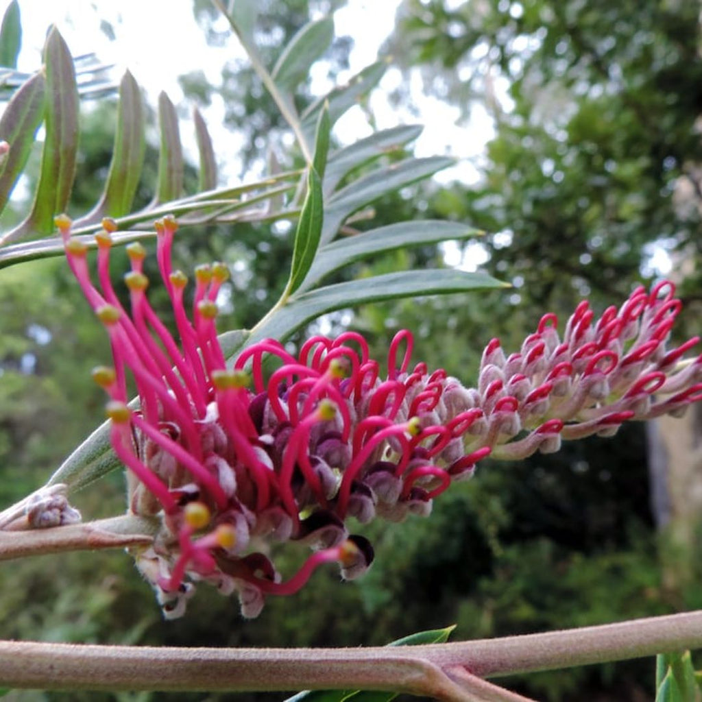 Grevillea Ivanhoe 140mm